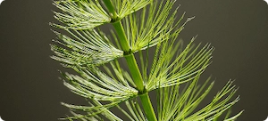 Horsetail Extract
