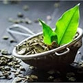 Meta Melt Green Tea Leaf Extract