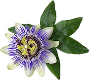 Passionflower