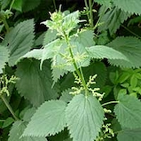 Stinging-Nettle-Extract
